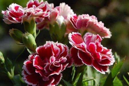 送病人康乃馨多少朵，适合送病人吗？