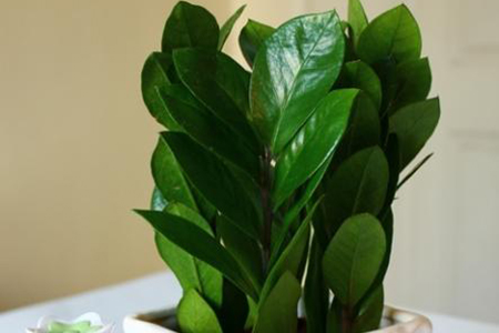 适合家里养的32种花，好养又好看，必需需要养一盆！