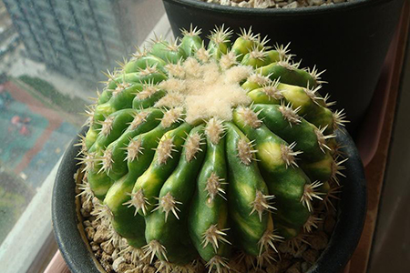 适合家里养的32种花，好养又好看，必需需要养一盆！