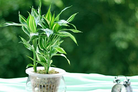 适合家里养的32种花，好养又好看，必需需要养一盆！