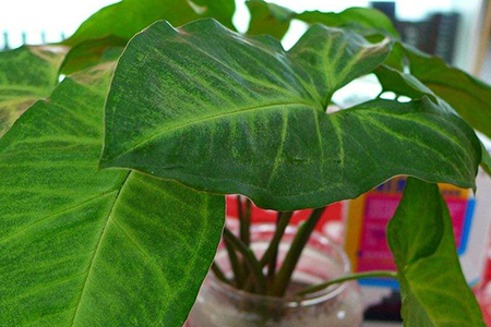 适合家里养的32种花，好养又好看，必需需要养一盆！