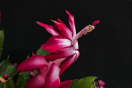 适合家里养的32种花，好养又好看，必需需要养一盆！