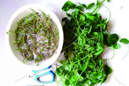 铜钱草剃头什么季节，剃头后怎么种植？