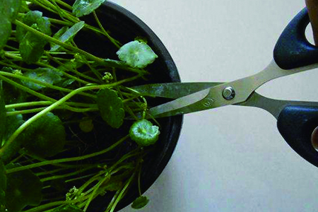 铜钱草剃头什么季节，剃头后怎么种植？