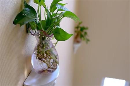 水培绿萝烂根怎么补救，用什么药？