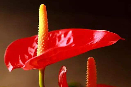 适合家里养的32种花，好养又好看，必需需要养一盆！