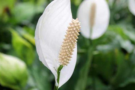 适合家里养的32种花，好养又好看，必需需要养一盆！