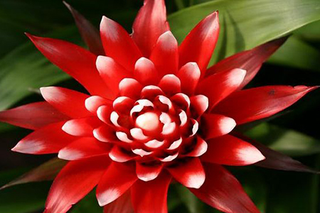 适合家里养的32种花，好养又好看，必需需要养一盆！