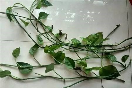 绿萝爆盆怎么剪枝，叶子太密怎么修剪？