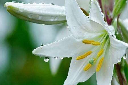 适合家里养的32种花，好养又好看，必需需要养一盆！