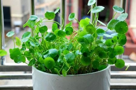 水养铜钱草怎么过冬，室外能过冬吗？