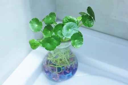 水养铜钱草怎么过冬，室外能过冬吗？