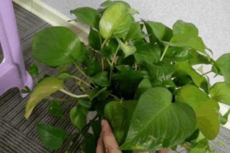 绿萝爆盆怎么剪枝，叶子太密怎么修剪？