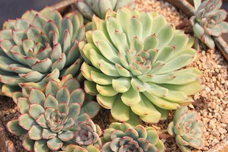 适合家里养的32种花，好养又好看，必需需要养一盆！