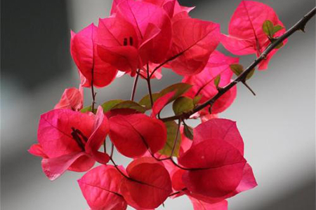 适合家里养的32种花，好养又好看，必需需要养一盆！