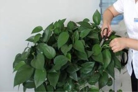 绿萝爆盆怎么剪枝，叶子太密怎么修剪？