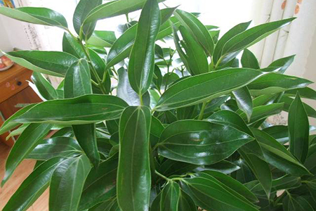 适合家里养的32种花，好养又好看，必需需要养一盆！