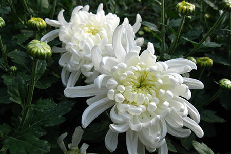 适合家里养的32种花，好养又好看，必需需要养一盆！