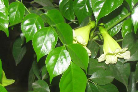 适合家里养的32种花，好养又好看，必需需要养一盆！