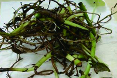 水培绿萝需要剪根吗，从哪里剪根？