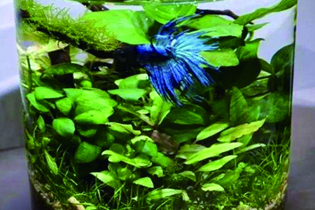 铜钱草能在水下生长吗，水下生长的花还有哪些？