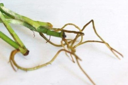 水培绿萝需要剪根吗，从哪里剪根？