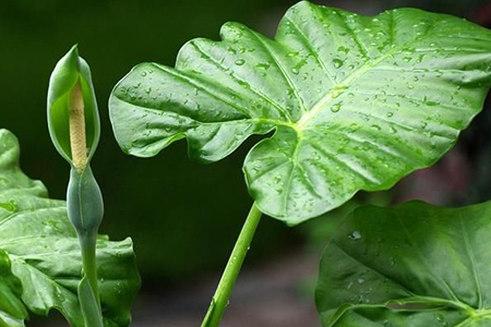 适合家里养的32种花，好养又好看，必需需要养一盆！