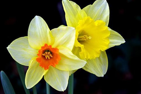 适合家里养的32种花，好养又好看，必需需要养一盆！