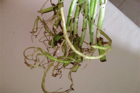 水培绿萝需要剪根吗，从哪里剪根？