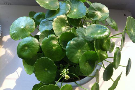 适合家里养的32种花，好养又好看，必需需要养一盆！