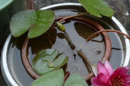 铜钱草能在水下生长吗，水下生长的花还有哪些？