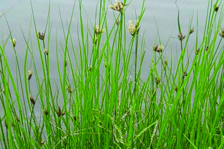 铜钱草能在水下生长吗，水下生长的花还有哪些？
