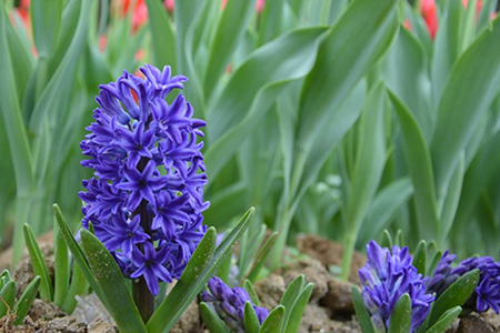 适合家里养的32种花，好养又好看，必需需要养一盆！