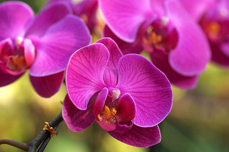 适合家里养的32种花，好养又好看，必需需要养一盆！