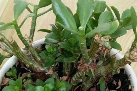 长寿花秋季怎么种植护:浇水、修剪、爆盆办法