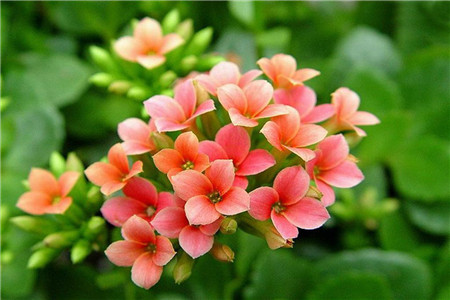 长寿花秋季怎么种植护:浇水、修剪、爆盆办法