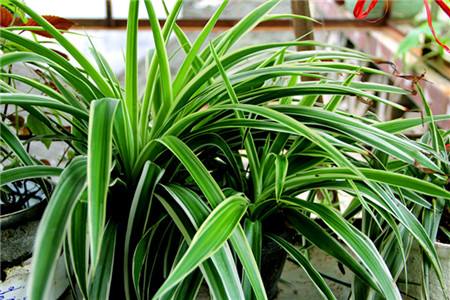 从风水看养吊兰怎么样，家里养吊兰夫妻不和是真的吗？