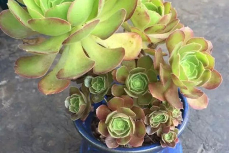 韶羞法师有味道吗，为什么会臭？