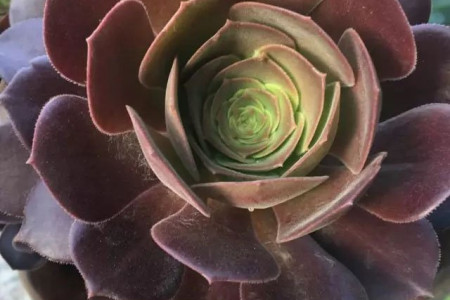 韶羞法师有味道吗，为什么会臭？