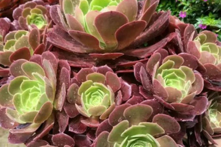 韶羞法师有味道吗，为什么会臭？