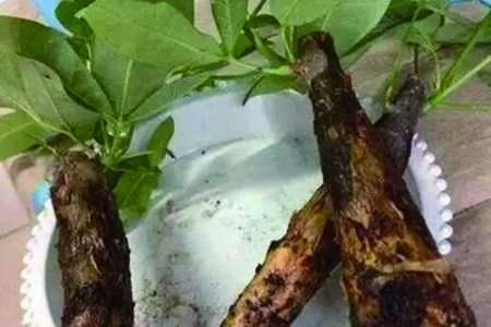 发财树苗怎么种会粗大