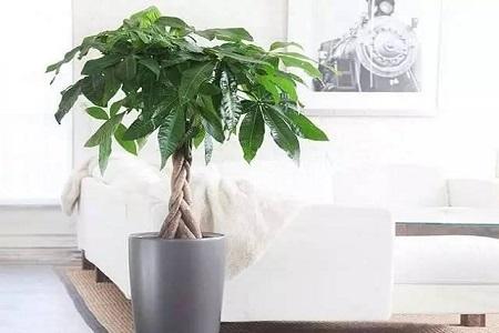 发财树苗怎么种会粗大