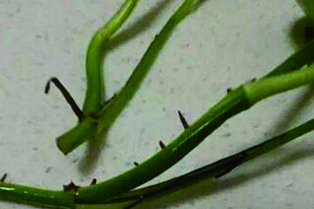 绿萝扦插气根怎么剪