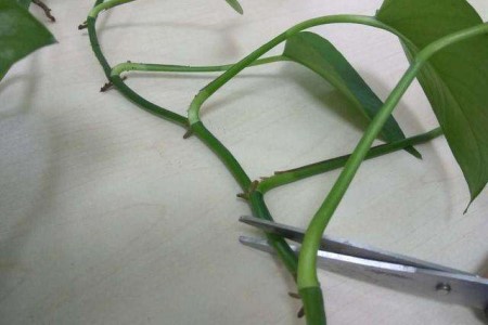 绿萝扦插气根怎么剪