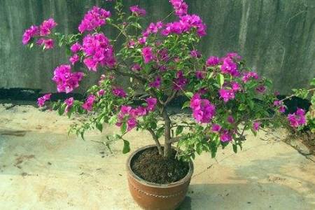 三角梅施什么肥料好，控水后怎么施肥