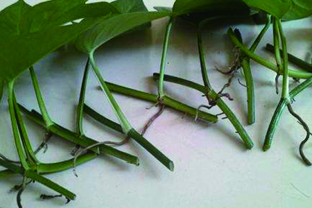 绿萝扦插气根非常多好吗