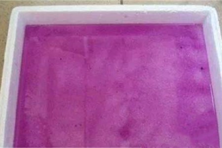 绿萝扦插气根非常多好吗