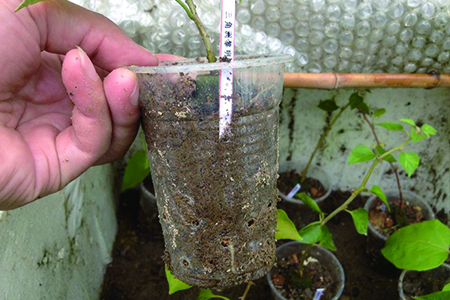 三角梅怎么扦插生根快，怎么判断生根