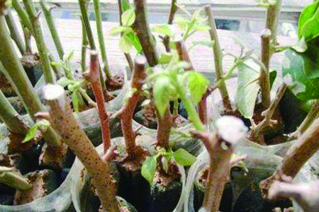 三角梅怎么扦插生根快，怎么判断生根