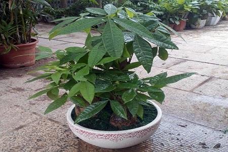 发财树苗怎么快速长高